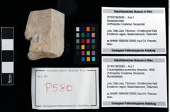 Foto (Objekt + Etikett) von Cracensigillatus acutirostris (Moericke, 1889)  (NHMW-GEO-2014-0194-0580)